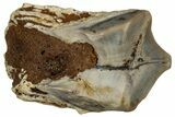 Fossil Triceratops Shed Tooth - Montana #352057-1